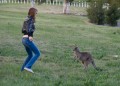 1009-1746 Weston park kangaroos (093693)